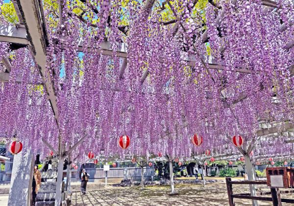佐賀牛 うなぎ 海鮮3つの贅沢味覚を味わう♪ つつじ 藤 しゃくなげ3つの春花絵巻 in 佐賀・小郡2