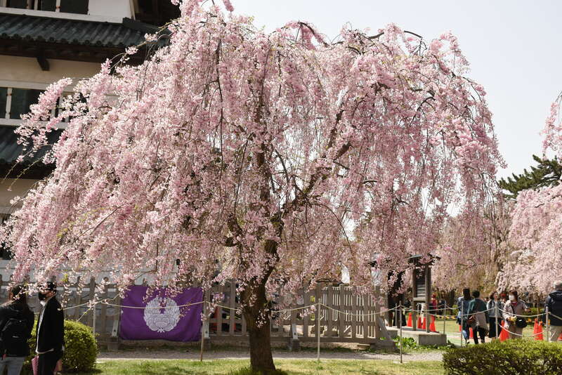 【大分空港発】 大曲の花火～春の章～　弘前公園・芦野公園の桜と中尊寺３日間2