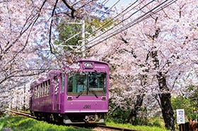 三宮・西宮・新大阪　発
嵐電桜のトンネル通り抜けとランチバイキング＆いちごスイーツフェア