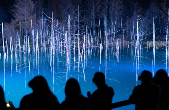 全日程催行確定★1名様からの出発保証【札幌発】冬ならではの醍醐味！日本最北の旭山動物園は東京ドーム約3個分！神秘的冬のライトアップした青い池を散策できる日帰りバスツアー3