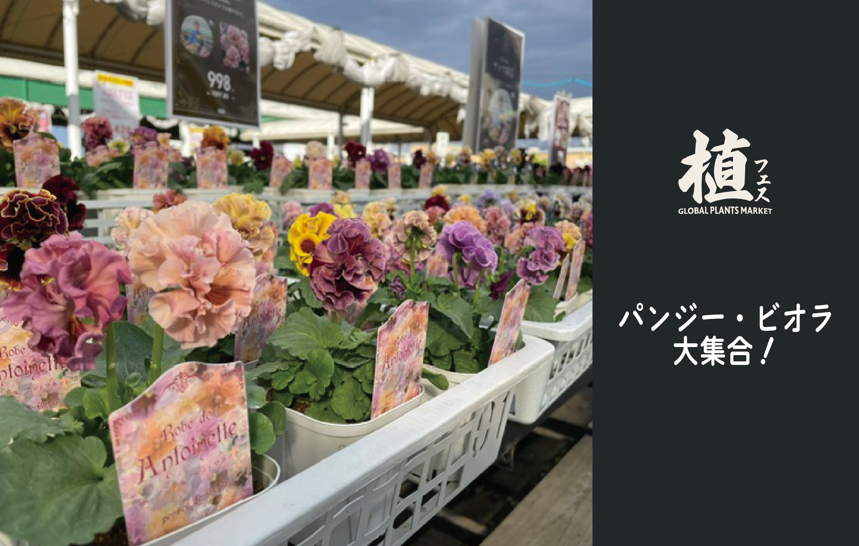 【茨城県内発】 ジョイフル本田タイアップ特別企画 植物の魅力を体験できるガーデンイベント「植フェス」と あしかがフラワーパークイルミネーション 日帰り1