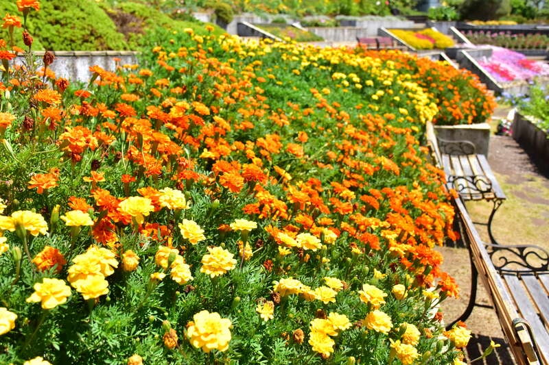 【神奈川県内・町田発】 お花好き集合♪咲き競う初夏の花々～花日和フラワーミステリー～3