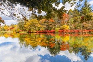 【上三川・下野・小山・佐野発着】雲場池の逆さ紅葉、旧軽井沢銀座通りも贅沢ビュッフェも…よくばりに秋を楽しもう！【ホテルランチビュッフェ付】3