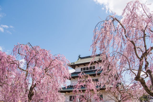【秋田市内～井川さくら発】 たっぷり150分滞在！春らんまん！弘前さくらまつり 日帰り1