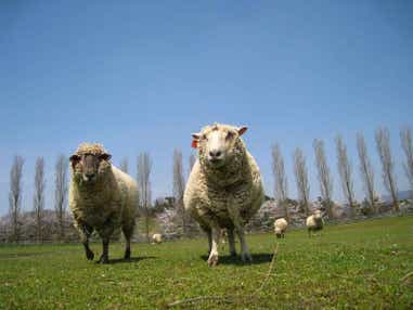 【福井メイン/南行ルート発】 母の日ミステリー