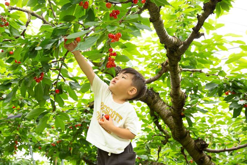 【秋田エリア発】 本場山形さくらんぼ狩り食べ放題と 750種・2万株！日本最大級の東沢バラ公園2