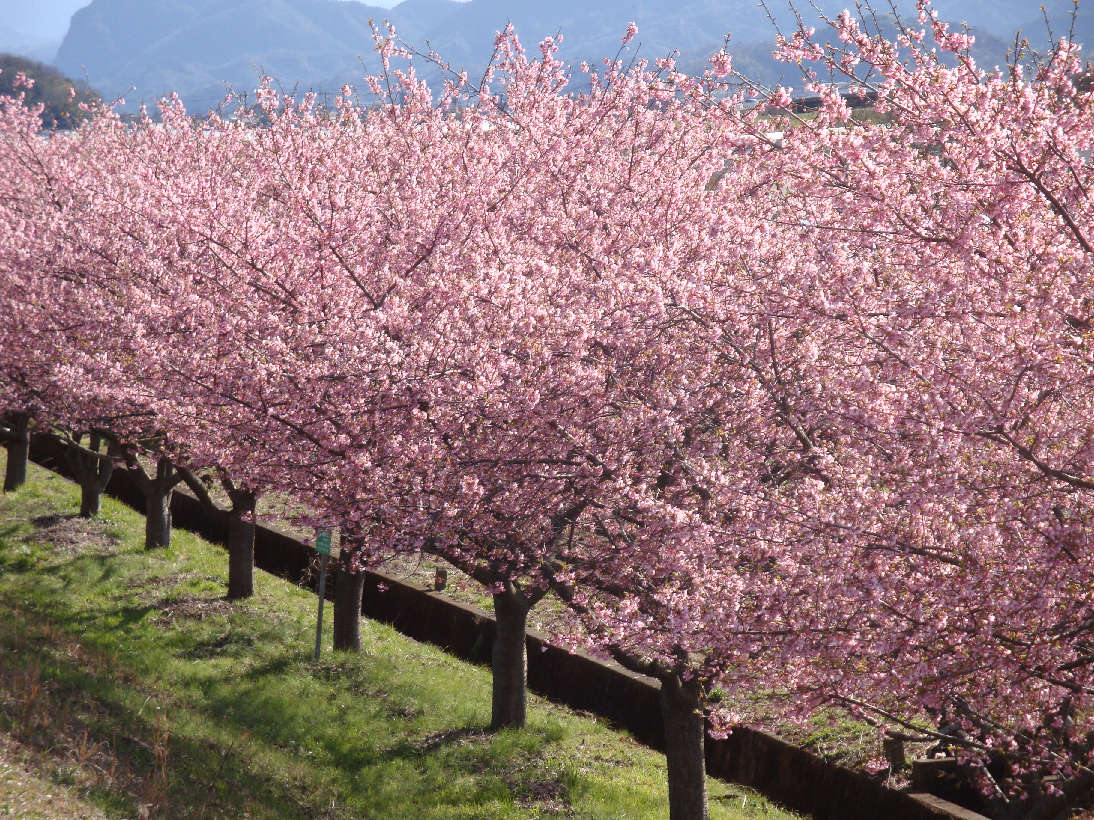 【八千代台発】三島名物「うな重」の昼食と早春の「かんなみの桜まつり」＆三島スカイウォーク＜コースNo.25-1126-C＞（京成トラベル）2