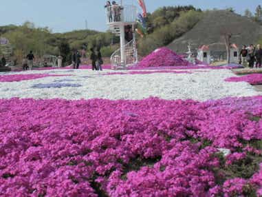 【高知県内発】 カフェジャルダンの芝桜とネモフィラ・チューリップ咲くまんのう公園　日帰り