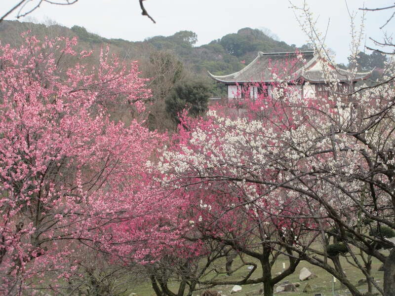 【JR福山駅発】ウメ～！梅ミステリーツアー　日帰り2
