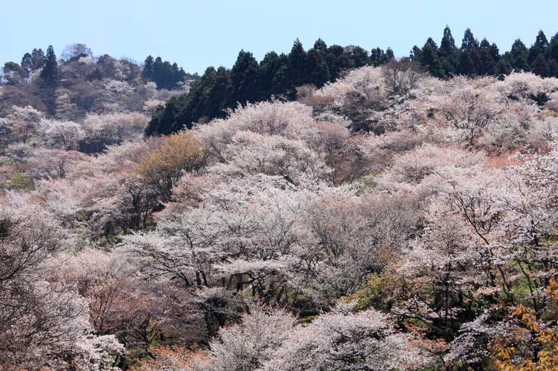 【勝田駅・水戸駅・土浦駅発】 世界遺産　吉野千本桜と 京都宇治・伊勢宮川堤・桜名所めぐり　2日間3