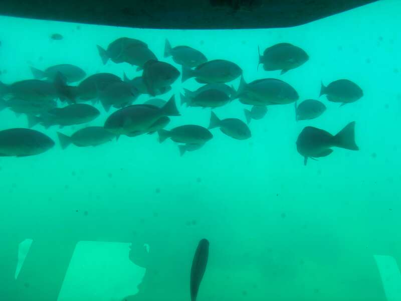 【千葉県内※銚子・茂原発着ルートを除く発】 おさかな天国！三崎港「にじいろさかな号」で海中さんぽ♪ レトロ商店街食べ歩きとフランス庭園ヴェルニー公園　日帰り3