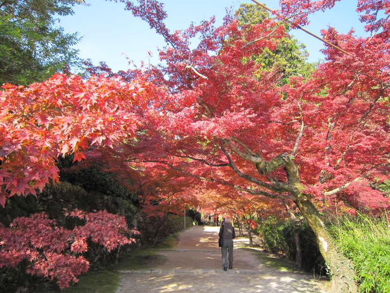 【防府・新山口発】九年庵秋の一般公開＆仁比山神社の紅葉と高嶺ルビー咲く筑後広域公園　日帰り3