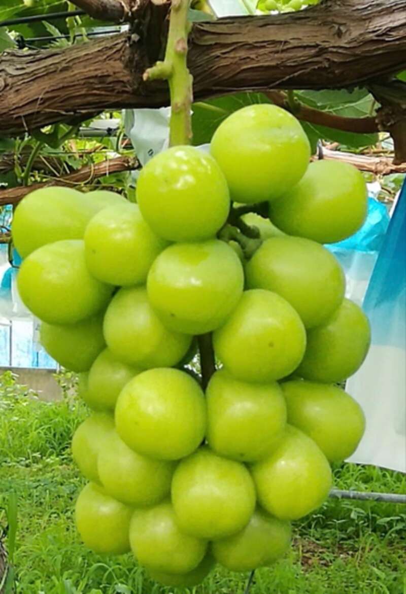 【村山駅西口発】 酒田の花火2025とシャインマスカット狩り【夜行2日間】3