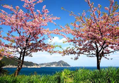 [北九州発] 四浦半島の河津桜と吉野梅園とメバチマグロ丼＆鮪ステーキ