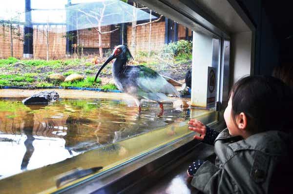 【山形県内発】 朱鷺めき秋の佐渡ケ島　2日間3