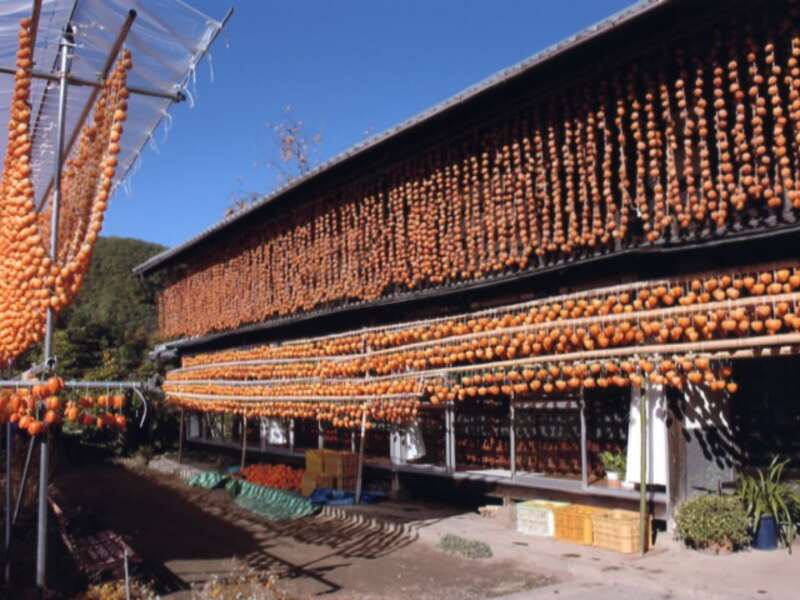 【銚子・旭・匝瑳発】 紅葉の河口湖もみじ回廊と風物詩・枯露柿の里　恵の秋「無農薬大根堀り体験と焼きたて焼き芋・富有柿２パック８個お土産付」　日帰り2