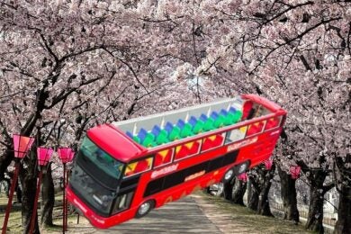 【広島駅新幹線口発着／日帰り】 オープントップバス・めいぷるスカイで行く さくらドライブ 広島グランドプリンスホテルで洋食ランチ1