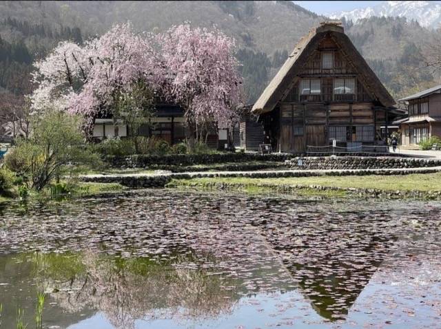 3つの遅咲き名桜めぐり＆長良川鉄道「清流列車」と日本3名泉！下呂温泉 2日間【近鉄八尾・八戸ノ里・枚方市・JR高槻発】3