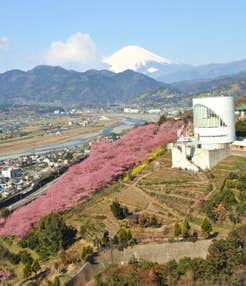 【八千代台発】松田山の河津桜と箱根ホテル小涌園ランチビュッフェ＜コースNo.25-1124-C＞（京成トラベル）