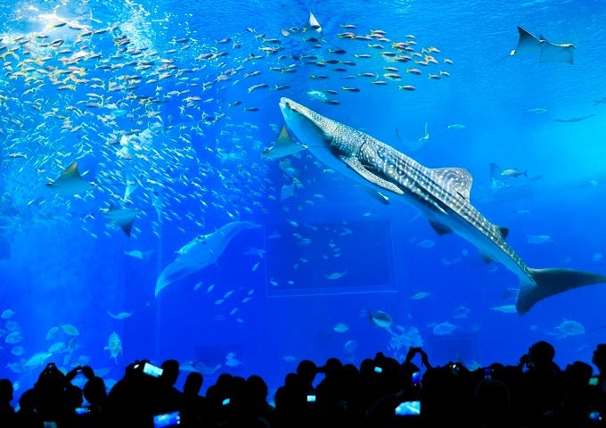 ◆中部国際空港発着！◆【ジャンボマーチ・添乗員同行】春休みに行こう♪JUNGLIA OKINAWA（ジャングリア沖縄）とわくわく沖縄の旅３日間　★沖縄美ら海水族館＆琉球村の観光付　★御菓子御殿＆瀬長島ウミカジテラスでお買物3