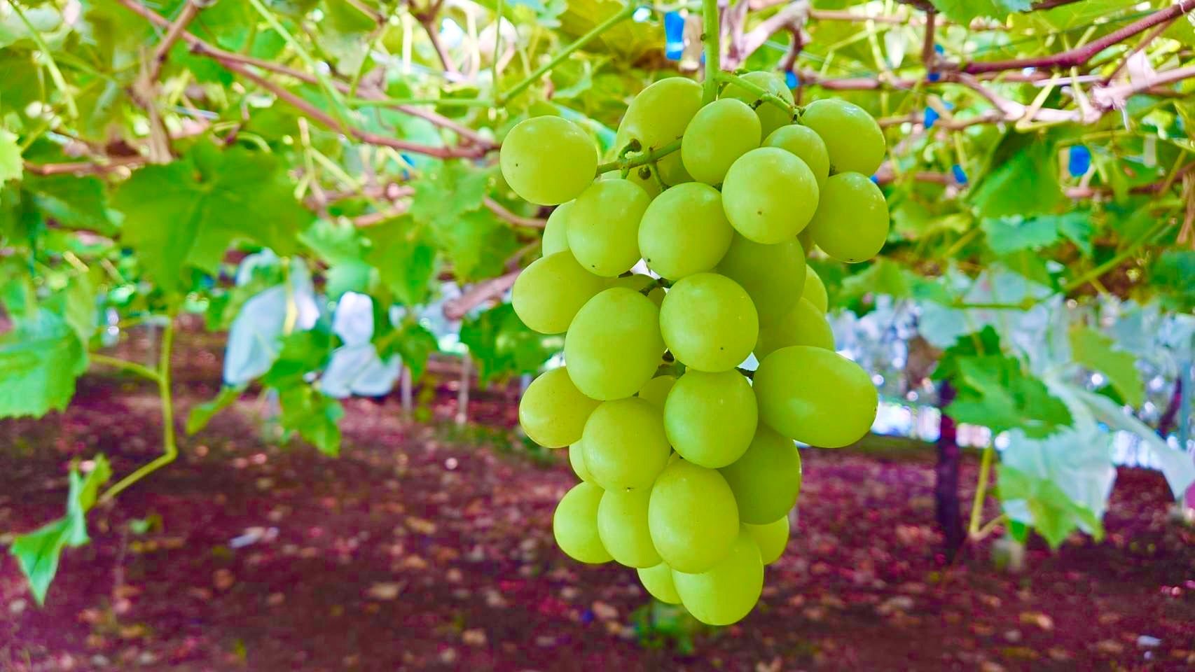 【柳川・みやま・羽犬塚・西鉄久留米発】 安心院シャインマスカット２房狩り（種あり）と味一ねぎしゃぶ＆御鎮座1300年宇佐神宮団体祈願祭　日帰り　1