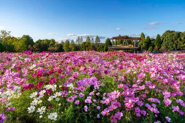 【岡山・倉敷発】 芸備線ローカル列車と国営備北丘陵公園コスモスピクニック　日帰り1