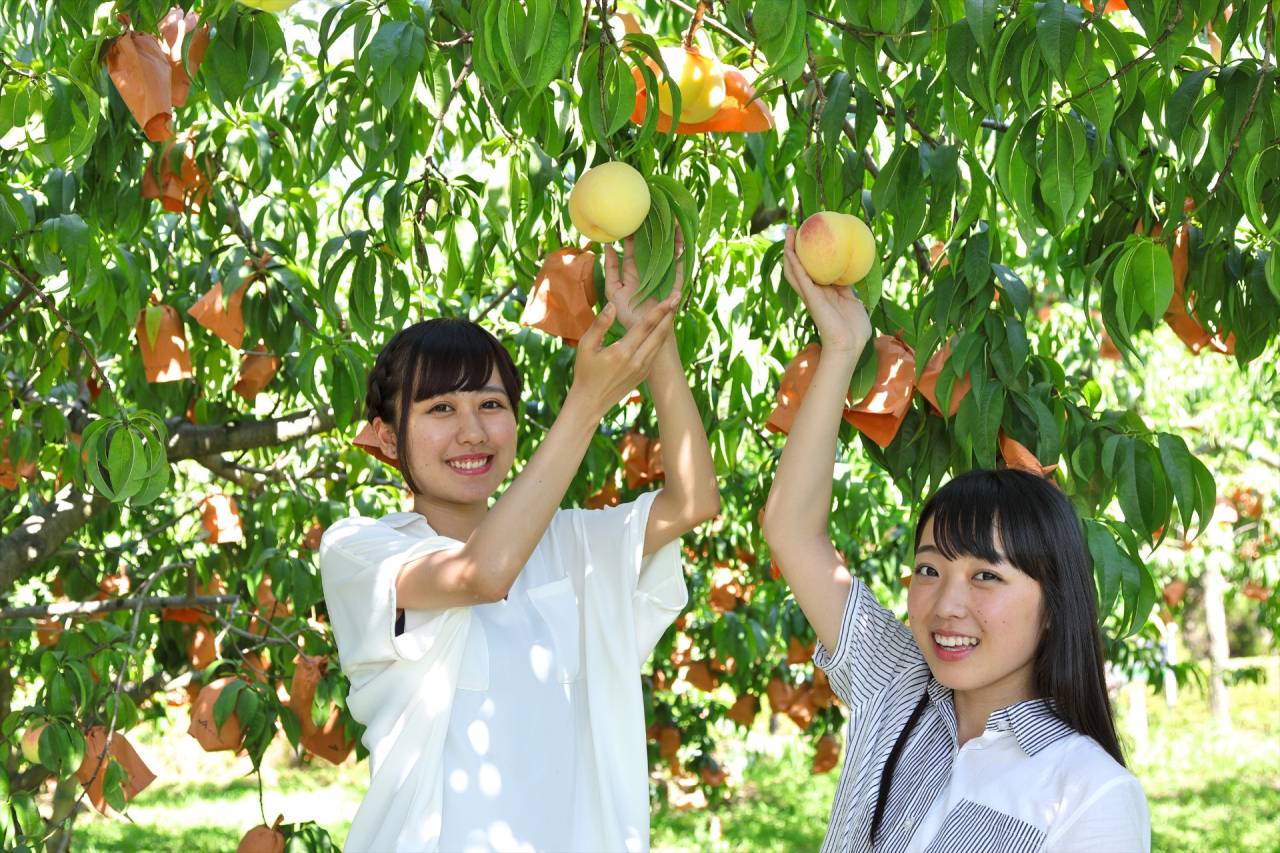 晴れの国おかやまで旬の白桃狩り大収穫＆食べ放題祭り！！と南光町100万本の大ひまわり畑【大和八木・橿原神宮発】2