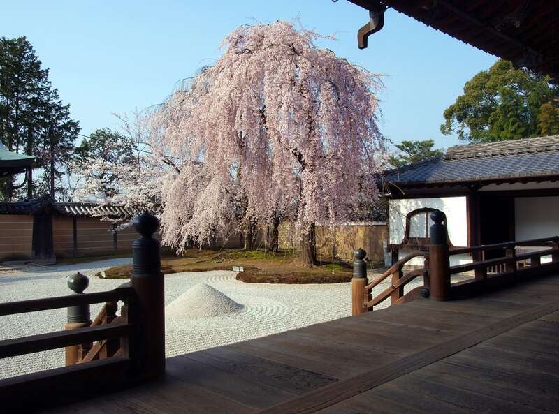 【大分港発】 往復フェリー利用　１等観覧席で鑑賞する『都をどり』と京都桜紀行３日間1