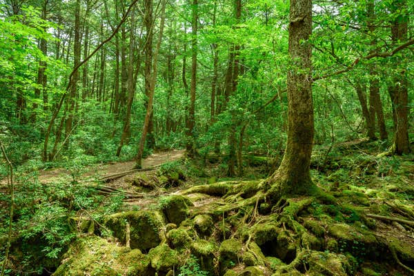 『富士山五合目・鳴沢氷穴・山中湖・青木ヶ原樹海　雲上から地下洞窟まで！世界遺産富士山ぐるっと周遊　2日間』【名古屋駅・千種・星ヶ丘出発】2