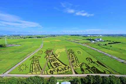 【京成船橋発】埼玉 行田田んぼアート観賞ともも＆ぶどう狩りのW狩りツアー＜コースNo.26-1053-A＞（京成トラベル）