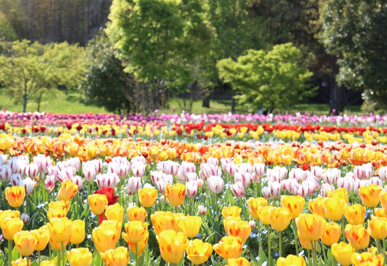 圧巻！その数1,000本！枝垂れ桜「天空の花園 高見の郷」2時間滞在と波瀬の水芭蕉＆約50万株の馬見チューリップ【JR高槻・枚方市・河内磐船発】3