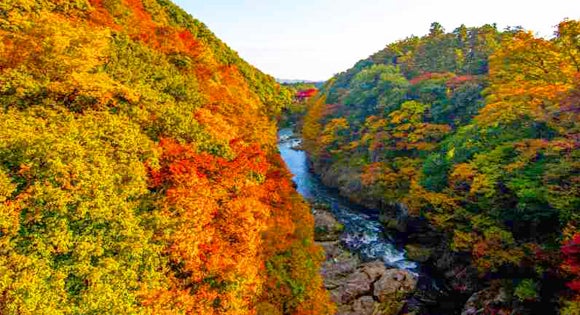 ＜新宿発・西船橋発＞ 紅葉のわたらせ渓谷鉄道・トロッコ列車 と 関東の耶馬渓と称される！錦秋の高津戸峡　そして、あしかがフラワーパークのイルミネーション　～風味抜群！やまと豚弁当の昼食付き～3