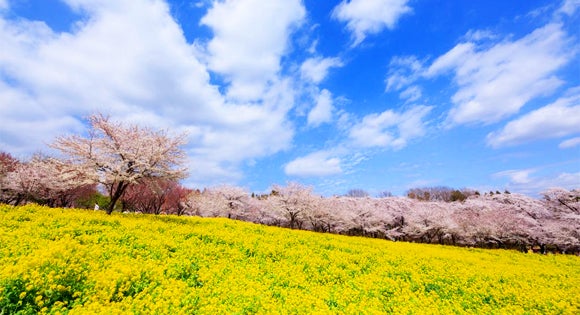 ＜新宿発・西船橋発＞ 春色のわたらせ渓谷鉄道・トロッコ列車と 桜のトンネル！赤城南面千本桜に　まるで桃源郷！ピンクに染まる花桃街道の旅　～風味抜群！やまと豚弁当の昼食付き～2