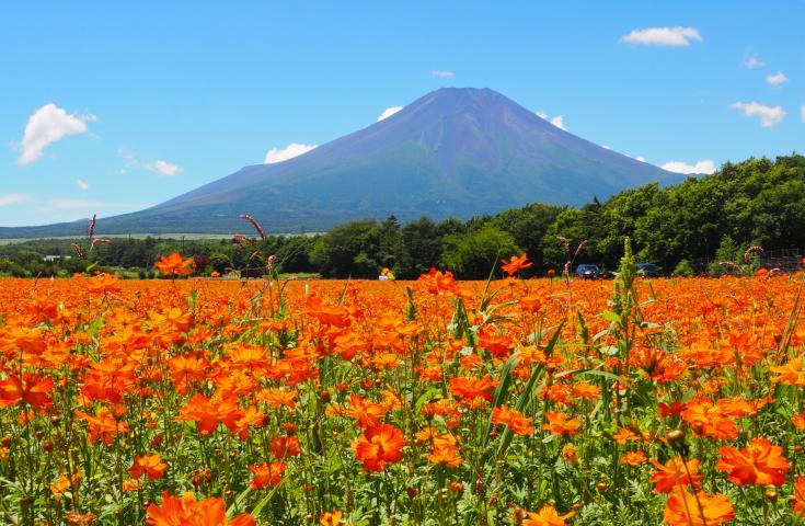【早割30】[新宿発]ぶどうの王様『巨峰狩り』食べ放題＆『桔梗信玄餅詰め放題』体験！富士山を望む季節の花々鑑賞や本格ワインセラーで試飲体験等、人気の山梨日帰りバスツアー2