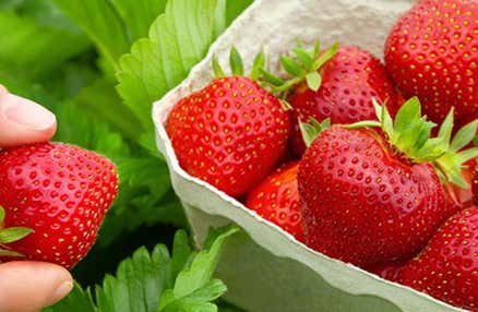 【早割30】[新宿発]真っ赤ないちご狩り食べ放題♪楽しい桔梗信玄餅詰め放題体験や富士山パノラマロープウェイ乗車体験！チーズフォンデ等ランチバイキングや本場山梨のワイナリーで見学＆試飲体験の日帰りバスツアー！