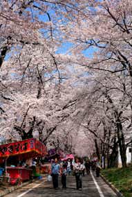 【栃木県内発】 カニカニカーニバル★カニ食べ放題 圧巻の桜のトンネル！赤城南面千本桜 ノスタルジックな伊香保温泉石段街でぶらり食べ歩き  よみうり伊香保温泉キャンペーン開催！伊香保温泉まつり　日帰り