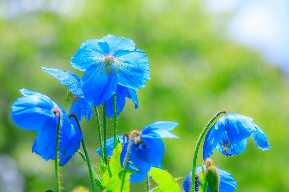 山梨さくらんぼ狩り・清泉寮バスツアー2