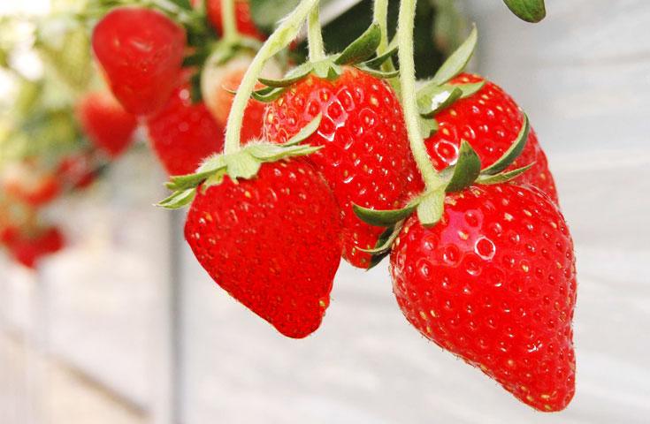 [東京発]日本の絶景 ひたち海浜公園のネモフィラ鑑賞と甘〜いイチゴ狩り食べ放題！ピリッと辛口♪めんたいパークの工場見学＆試食体験！3