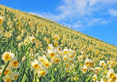 [北九発] のもざき水仙の丘と諏訪神社初詣とアイランドながさき伊王島癒しの休日