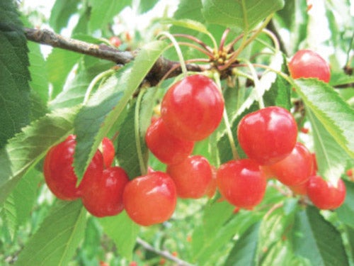 【名古屋・一社発】人気の佐藤錦を含む！さくらんぼ＆ブルーベリーＷ狩り食べ放題と3種のしゃぶしゃぶ御膳1