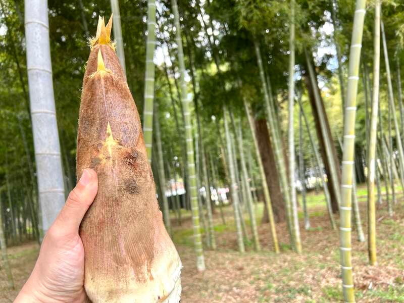 【東京都内発※町田を除く】 春到来！関東随一の産地 ◆千葉のたけのこ◆約1キロ掘り体験＆ 地元で人気のお洒落レストランで～春の彩り特製ランチ～　日帰り1