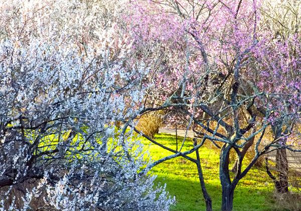 [福岡発] 四浦半島の河津桜と吉野梅園とメバチマグロ丼＆鮪ステーキ1
