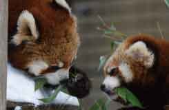 ★大人気・全日出発決定★行動展示で人気の旭山動物園と流氷を砕きながら進む姿は圧巻！新造船・流氷砕氷船『ガリンコ号III・IMERU』でサンセットクルーズを楽しむ欲張りプラン2