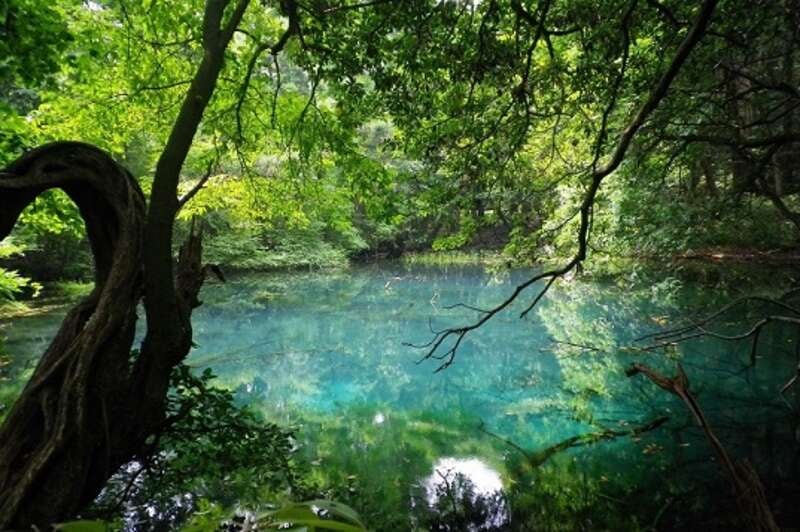 【秋田エリア発】 読売旅行からのお中元　メロメロ！庄内メロン食べ放題とリニューアルオープン予定の加茂水族館 日帰り3