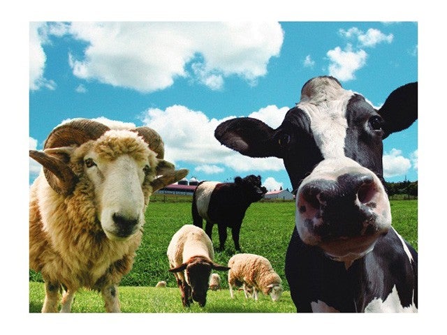 ■【千葉】がっちり房総<第二弾>！！海鮮浜焼き食べ放題とびわお持ち帰り付！花咲く動物の楽園【マザー牧場】＆人気の道の駅でお買い物♪2