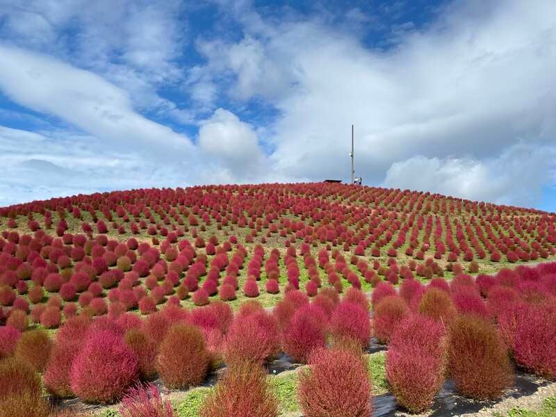 【福井県内発】 滋賀の絶景とグルメを満喫！箱館山ロープウェイで楽しむコキアの秋色紀行　日帰り1
