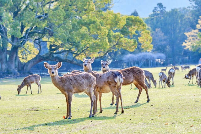 【彦根・八日市発】 「奈良監獄ミュージアム by 星野リゾート」と秋深まる奈良公園散策　日帰り1