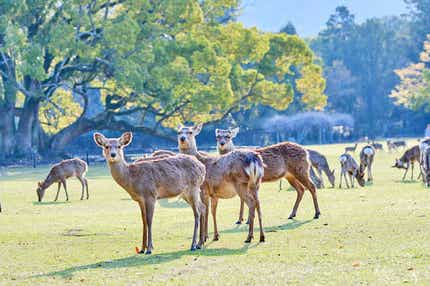 【彦根・八日市発】 「奈良監獄ミュージアム by 星野リゾート」と秋深まる奈良公園散策　日帰り