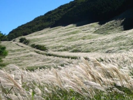 西船橋・東京発ぐるっと箱根いいとこどり♪黄金色の秋景色♪仙石原すすき草原と海賊船で芦ノ湖クルーズ＜JAMJAM TOUR＞1