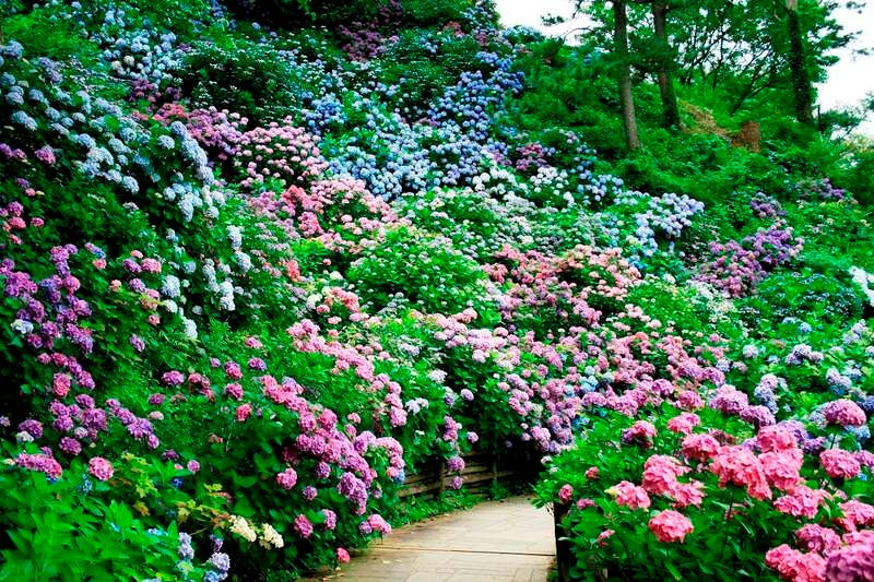 【大宮・池袋・新宿・渋谷・武蔵小杉・横浜発】 直通特急「下田あじさい祭号」で行く！下田フリータイム 　日帰り1